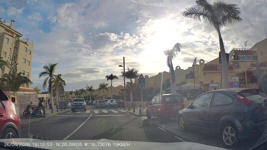 Palmera