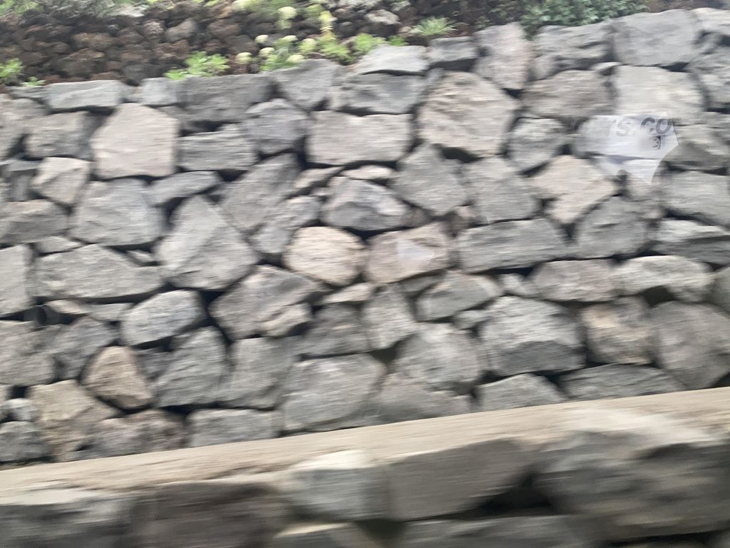 Kamaleón